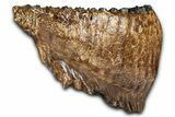 Fossil Woolly Mammoth Lower M Molar - Poland #370338-3